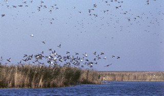 В России обнаружены следы птичьего гриппа В России обнаружены следы птичьего гриппа