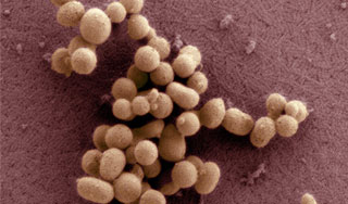 В США создали первую искусственную клетку В США создали первую искусственную клетку