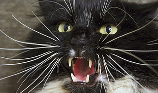 Бешеная кошка ввела в городе карантин Бешеная кошка ввела в городе карантин