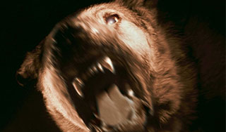 Дворняжка растерзала маленькую девочку Дворняжка растерзала маленькую девочку