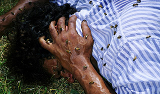 Пчелы насмерть закусали водителей Пчелы насмерть закусали водителей