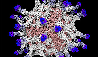 Опасный вирус добрался до Петербурга Опасный вирус добрался до Петербурга