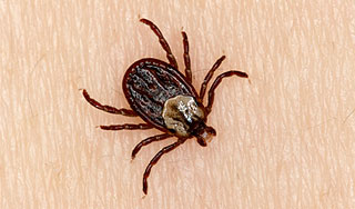 Москвичей защитят от клещей-убийц Москвичей защитят от клещей-убийц