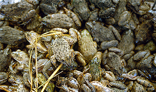 Миллионы лягушек перекрыли дорогу в Греции Миллионы лягушек перекрыли дорогу в Греции