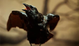 Стая ворон напала на детсадовцев Стая ворон напала на детсадовцев