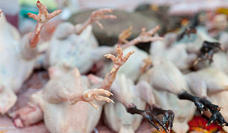 Американская курятина вернется в Россию Американская курятина вернется в Россию