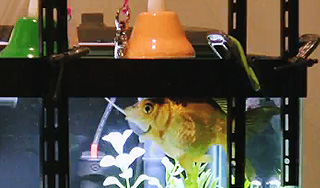 В США "золотая рыбка" стала музыкантом В США "золотая рыбка" стала музыкантом