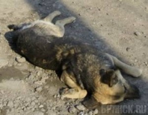 Мужчине грозит срок за жестокое убийство собаки