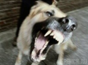 Ребенка укусила бешеная собака