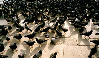 Семья потеряла жилье из-за любви к голубям Семья потеряла жилье из-за любви к голубям