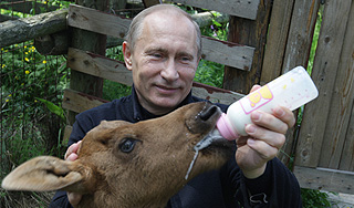 Путин накормил молодых лосят молоком Путин накормил молодых лосят молоком