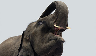 Сбежавший слон час бродил в центре города Сбежавший слон час бродил в центре города