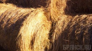 Почепский район лидирует по заготовке сена