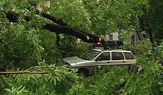 Ураган в Москве валил деревья на людей Ураган в Москве валил деревья на людей
