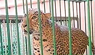 В Клину цирковой леопард ранил девочку В Клину цирковой леопард ранил девочку