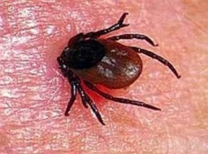 Жителей области атакуют клещи