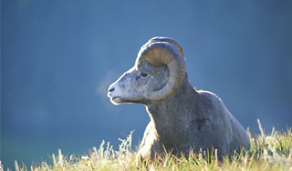 Охотника на баранов судят за браконьерство Охотника на баранов судят за браконьерство