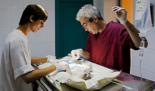 Британцы приделали коту искусственные лапы Британцы приделали коту искусственные лапы