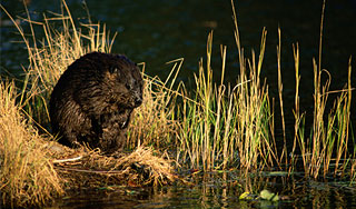Белорусы истребят половину бобров Белорусы истребят половину бобров