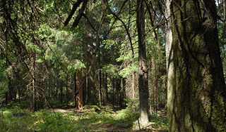 Спасатели третьи сутки ищут ребенка Спасатели третьи сутки ищут ребенка