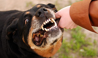 Шесть ротвейлеров загрызли девушку Шесть ротвейлеров загрызли девушку