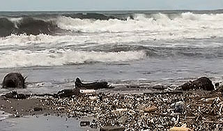 Шторм "Алекс" угрожает родине ковбоев Шторм "Алекс" угрожает родине ковбоев