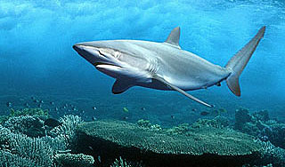 Акулу-гиганта подвел мешок из-под картошки Акулу-гиганта подвел мешок из-под картошки