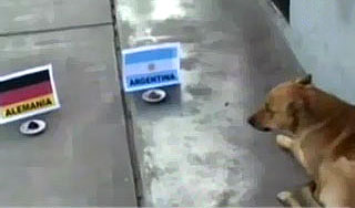 Аргентина хочет сварить осьминога-провидца Аргентина хочет сварить осьминога-провидца