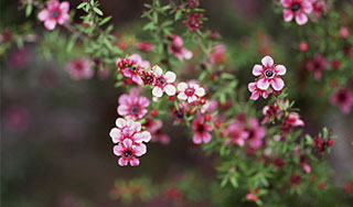 Австралийцы нашли новое лекарство от рака Австралийцы нашли новое лекарство от рака