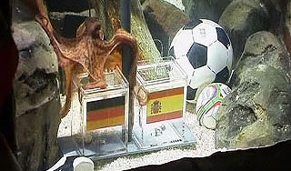 Осьминогу Паулю дадут политическое убежище Осьминогу Паулю дадут политическое убежище