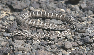 Змеи вмешались в строительство моста Змеи вмешались в строительство моста