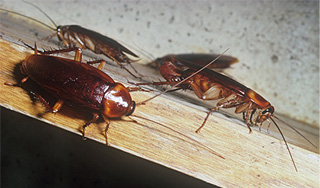 Тараканы сорвали громкий судебный процесс Тараканы сорвали громкий судебный процесс