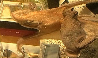 Осьминог-пророк уходит в отставку Осьминог-пророк уходит в отставку