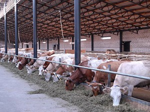 В ТнВ «Авангард» Стародубского района открылась новая ферма