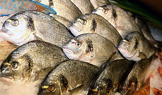 Ученые открыли необычное свойство рыбы Ученые открыли необычное свойство рыбы