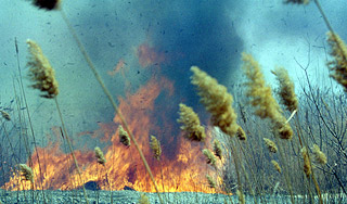 Южная часть России сгорает от жары Южная часть России сгорает от жары