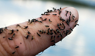 На Крым напали опасные насекомые На Крым напали опасные насекомые