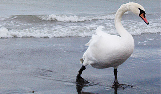 Лебедь напал на женщину и утопил мужчину Лебедь напал на женщину и утопил мужчину