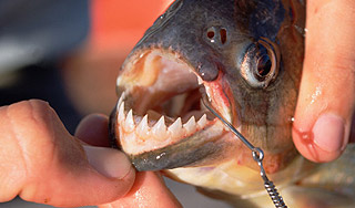 В хорватской реке поймали пиранью В хорватской реке поймали пиранью