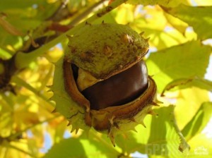 На бульваре Гагарина спилят полувековые каштаны