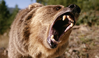 В США медведь загрыз туриста В США медведь загрыз туриста