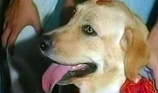 В Омске арестовали лабрадора В Омске арестовали лабрадора