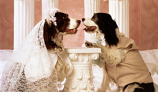 Украинцы открыли загс для животных Украинцы открыли загс для животных