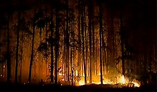 На борьбу с пожарами брошены тысячи людей На борьбу с пожарами брошены тысячи людей