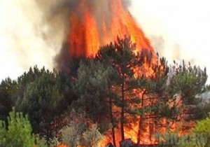 Жители Комаричского района помогли пожарным потушить лес