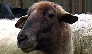 В Турции десятки овец покончили с собой В Турции десятки овец покончили с собой