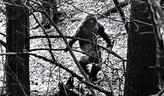 За снежного человека заплатят миллион За снежного человека заплатят миллион