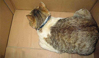 Кошка-наркокурьер погибла на задании Кошка-наркокурьер погибла на задании