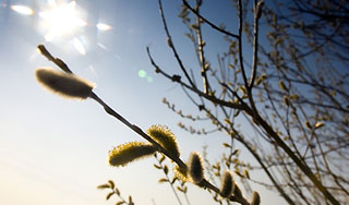 Под Калугой зацвели цветы и верба Под Калугой зацвели цветы и верба