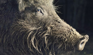 Сотрудник милиции погиб из-за кабана Сотрудник милиции погиб из-за кабана